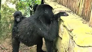 The Prefect 3 Days Mgahinga Gorilla Trekking Itinerary for All-A Detailed 3 Days Mgahinga Gorilla