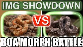 Какой морф боа IMG лучше? Сравнение Ghost Devil Jungle и VPI IMG Sunglow Jungle