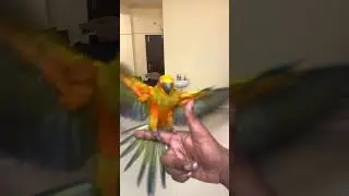 Fully trained hand tamed sun conure free fly bangalore #bangalore #bangalorenightlife #dancemusic