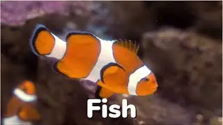 Copyright Free Fish Video & Music.  YouTube Trailers