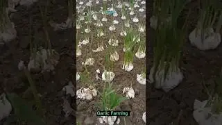 How to grow garlic plant #garlic #farming #gardening #shorts