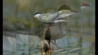 Guifette Moustac - Whiskered Tern - Chlidonias Hybrida