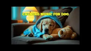 12 HOURS of Calming Pet Sleep Aid Music for Dogs 🎵 Healing Sounds for Comfort and Rest