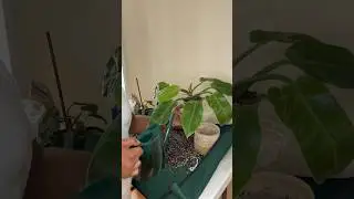 Let&rsquo;s fix my Philodendron Moonlight root rot issue. #plantcare #planttips #philodendronmoonlight ￼￼