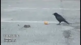 Captured a crow sharing its bread with a little mouse