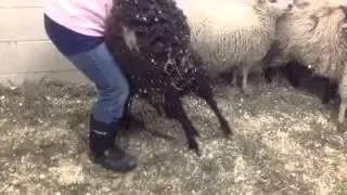 Setting-up sheep