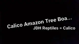 Calico line Amazon Tree Boa.. Yep we have one.