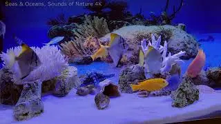 Relaxing Music * Live Aquarium Show * Reboot Your Mood
