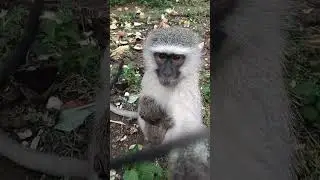 Baby Monkey getting hugs from foster mom