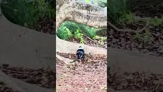 🌿Australian Magpies Foraging Under the Tree | Welcome to TUSHANNA