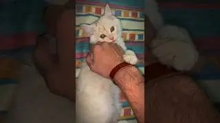 Fun Cat Vlog😍😂❤️#kittens #catvlogs #catlover #shorts #shortsfeed