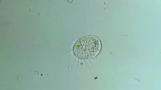 Halteria sp.