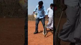 #shorts Indian russell's viper Snake bite #viralvideo #trending