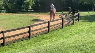 Buddy works Blossom in new Myler Combo bit. This is Blossoms first bit.