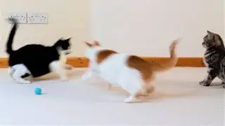 Cat Makes A Defensive Move & Avoids Getting Attacked By Other Cat