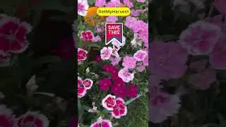 Dianthus Care Tips | Phool hi phool ayenge #flowergarden