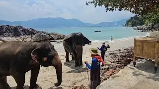 Plaja cu elefanți! Elephant Swims@ Lucky Beach Phuket Thailand