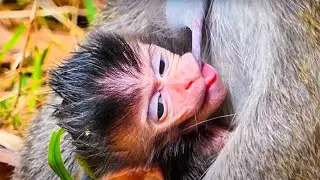 OMG! BABY  VERY HUNGRY TRY FAST TO DRINK SWEET MILK MOMMY.\ GOOD MONKEY CLIP | MONKEYS ZONE