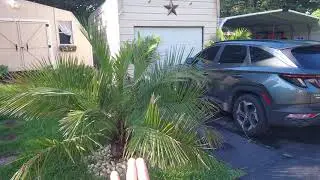 JUBUTIA! - Tropical Garden Update in Tennessee