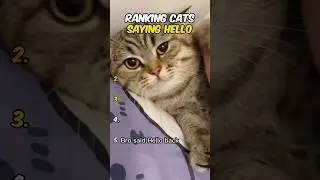 Ranking Cats Saying Hello #cat  #catshorts  #funny #trending