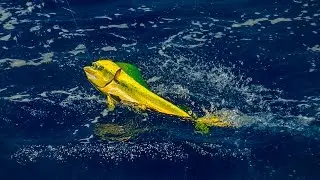 How to Fillet a Dolphin