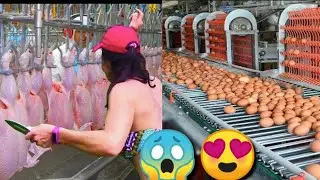 Incredible modern eggs chicken harvest farming technology. Amazing automatic poultry processing line