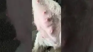Buttercups Pregnancy