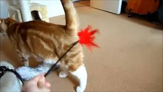 Chipping on Monday - Pet Sitting Canary Wharf
