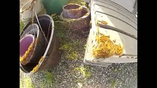 Tent caterpillar invasion part 1