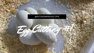 Black Pastel het Ghost x Pastel Ghost | Egg Cutting 2021 Season
