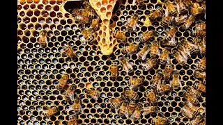 Vita delle Api Operaie in Agricoltura