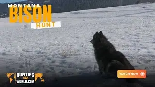 Montana Bison Hunt