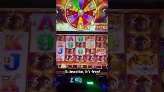 Massive Win on Buffalo #casino #entertainment #slot #fun #gambling #onetime