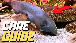 Black Ghost Knifefish Care Guide