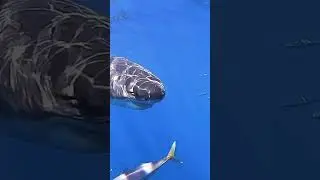 🎥 @discoversharkschannel #shark #whitesharks #greatwhiteshark #sharks #ocean #greatwhitesharks