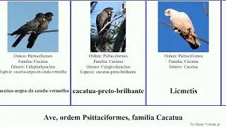 Ave, ordem Psittaciformes, fam&iacute;lia Cacatua birds eleonora citrinocristata papagaio-de-pesquet