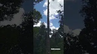 TALLEST TREE in Bilar Bohol #travel #viral #tallesttree #tree #bilarbohol
