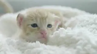 Cats Compilation 2 No Copyright, Royalty Free, Animal Motion Video for Editing Nature Stock Footage