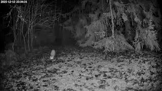 European pine marten 2025-12-14