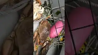 Sooo Many CRABS! Barely Lift the Trap! #shorts #crab #crabbing #fishing #fish #outdoors