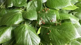 Large-leaved lime - leaves & nail galls - May 2018