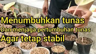 Cara menumbuhkan tunas dan menjaga pertumbuhan tunas agar tidak gagal #aglo#aglao#aglaonema
