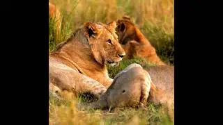 Kenyasafari 2026