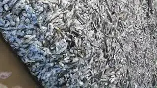 Amazing fishing video from Goa Beach