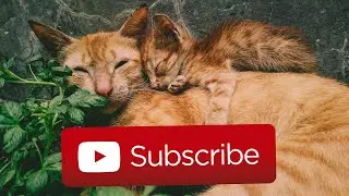 TenMinutes of CATS COMPILATION VIDEO (NEW 2020) Ambient/Relax