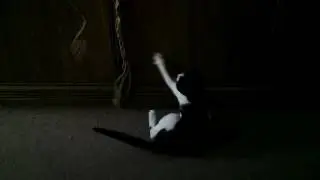 Kitten play with rope