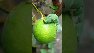 bhoot kida makoda 🍐🐛