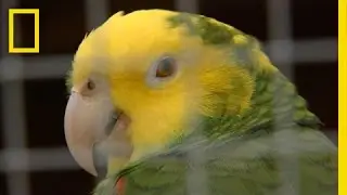 Deadly Virus Pushes Parrots to Brink of Extinction | On Assignment