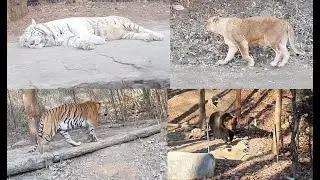에버랜드 사파리월드 (백호,사자,호랑이,반달가슴곰)