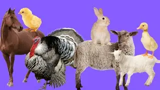 Exploring Farm Animals And Their Baby Names - Fun Preschool Learning @CoComelon